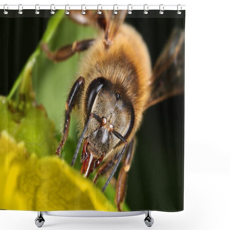 Personality  Bee Collecting Nectar On Green Plant Shower Curtains