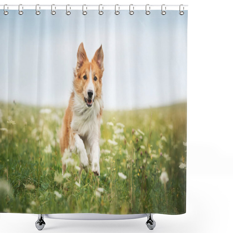 Personality  Red Border Collie Dog Running In A Meadow Shower Curtains