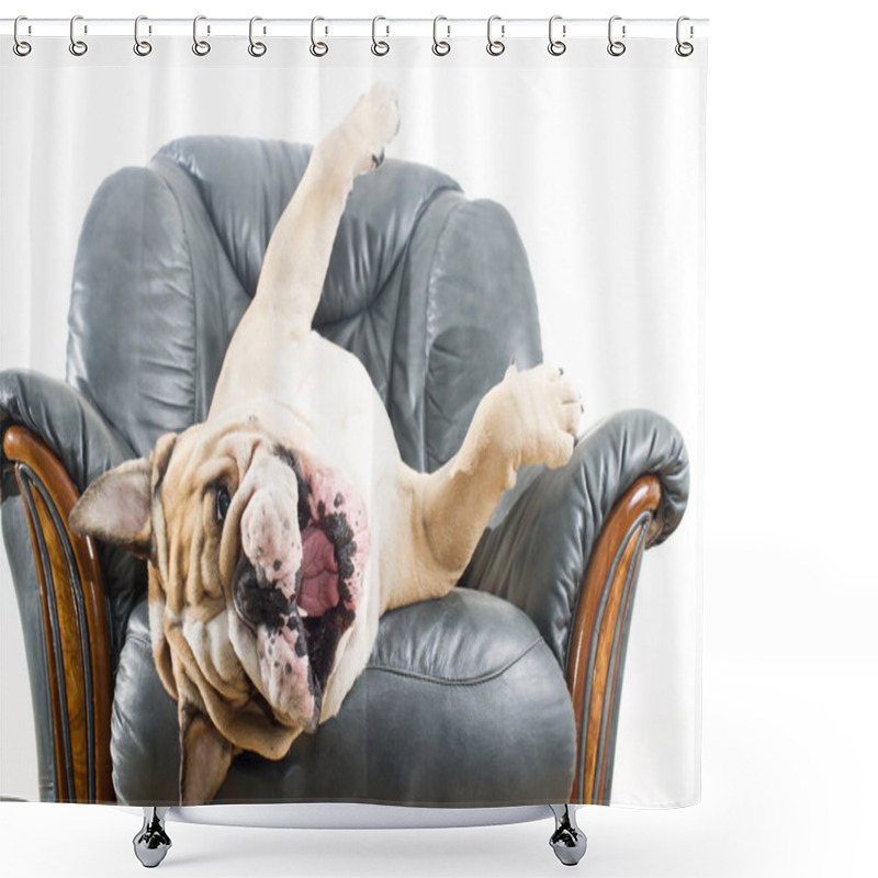 Personality  Happy Lazy Dog Bulldog On A Sofa Shower Curtains