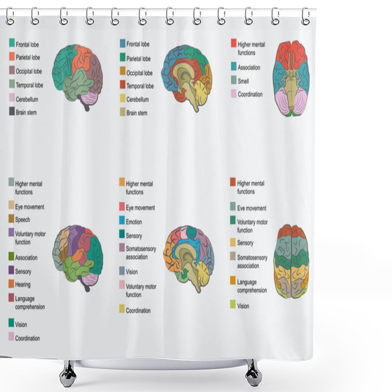 Personality  Human Brain Anatomy, Shower Curtains