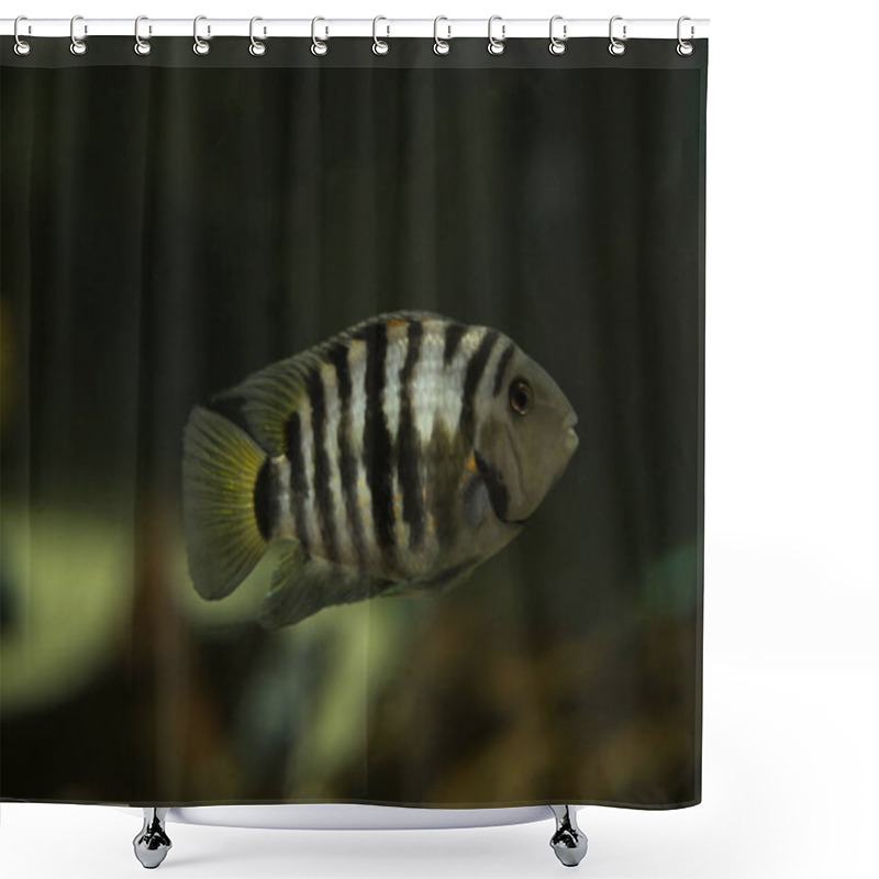 Personality  The Convict Cichlid (Amatitlania Nigrofasciata). Shower Curtains