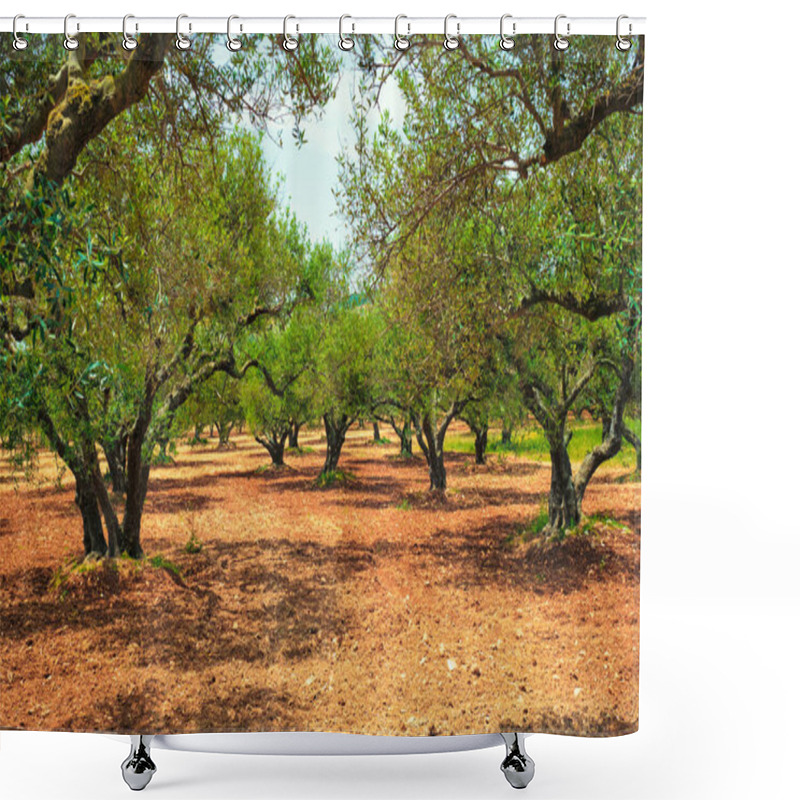 Personality  Olive Trees Olea Europaea In Crete, Greece For Olive Oil Production Shower Curtains