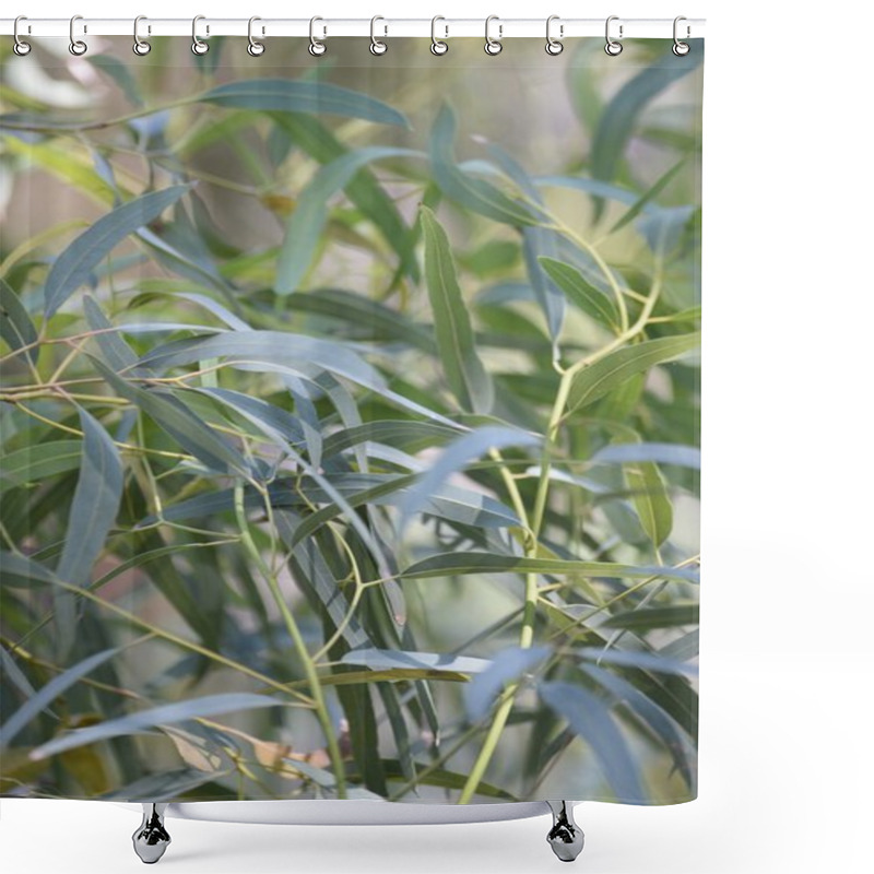 Personality  Gum Leaves Shower Curtains