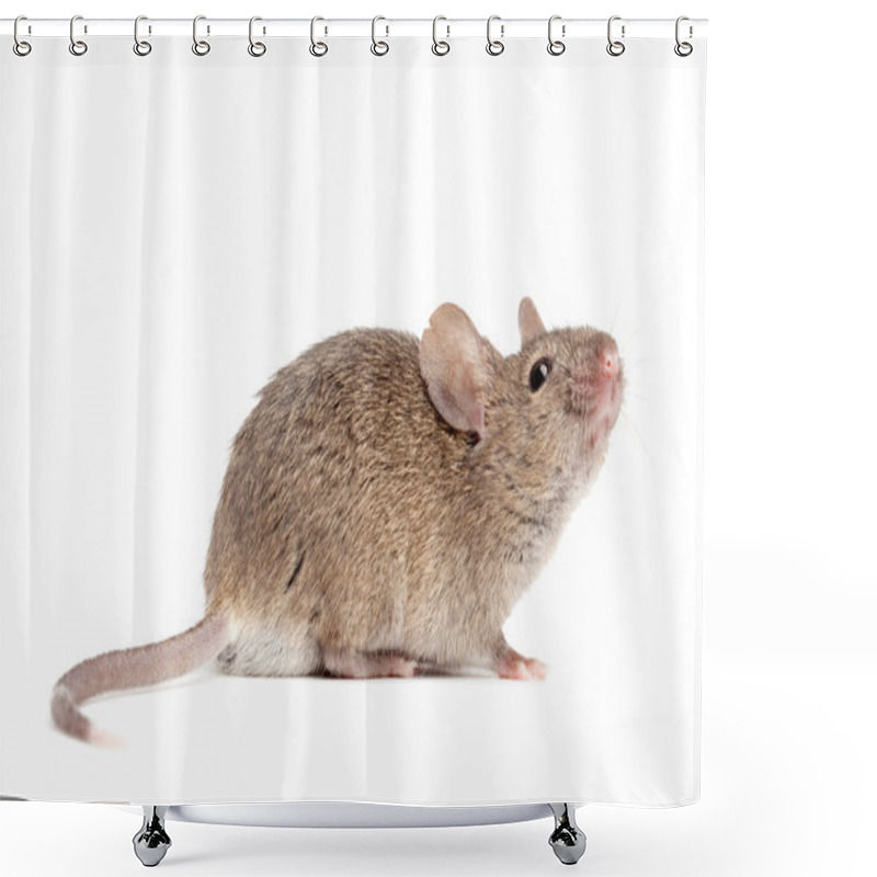 Personality  Mouse Close Up Isolated On White Shower Curtains