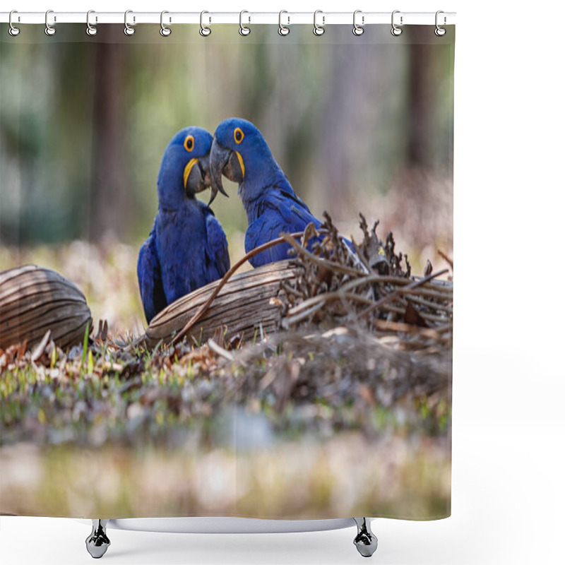 Personality  Hyacinth Macaws Parrots Shower Curtains