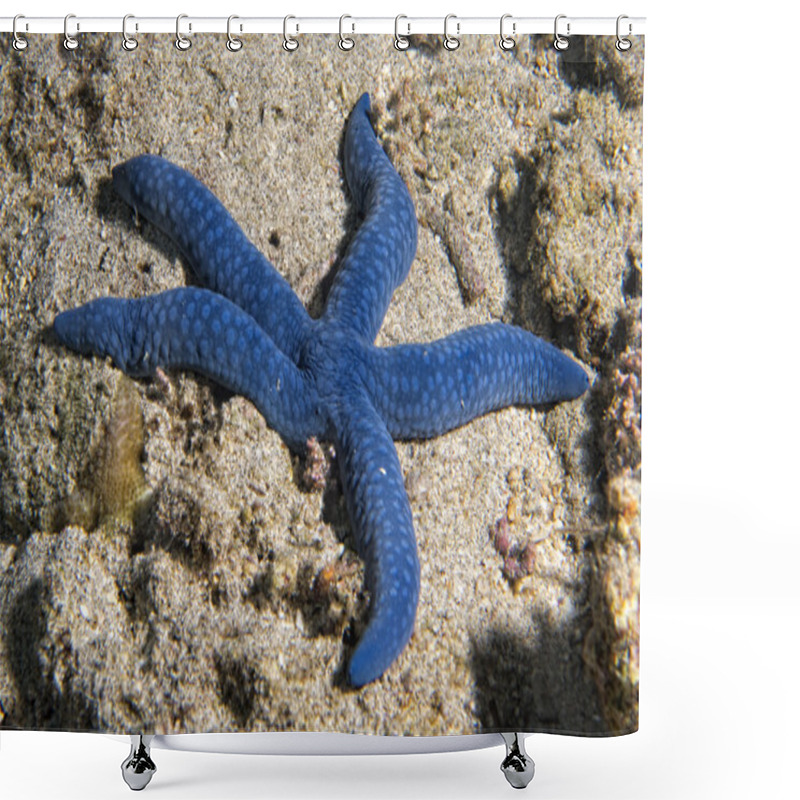 Personality  A Blue Sea Star Hanging On Reef  Shower Curtains