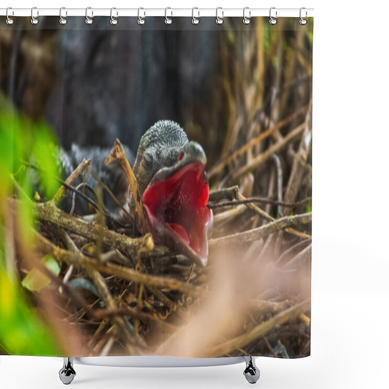 Personality  Baby Crow Is Lying In The Nest And Hatching Waiting For Their Mother For Food. New Born Crow / Corvus On Crow Nest Top Of The Tree. Birds Breeding At Home, Baby Bird On The Hunt. Shower Curtains