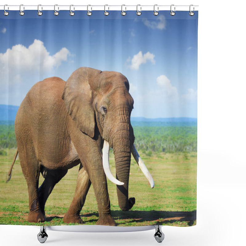 Personality  Elephant With Large Tusks Shower Curtains