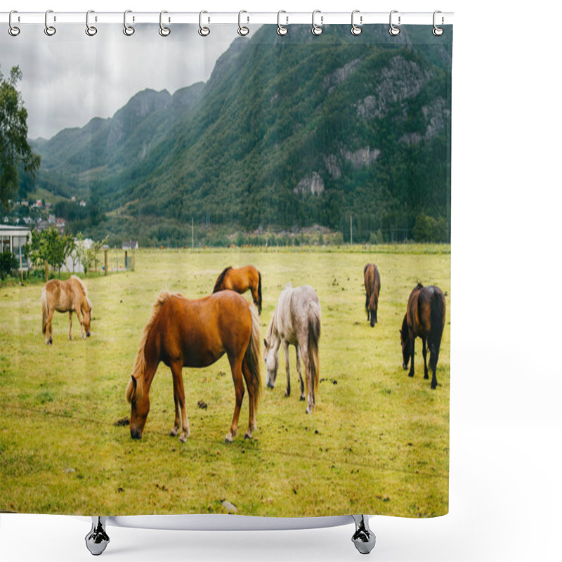 Personality  Wildlife In Norway. Scandinavian Fjord Beautiful Horses On Pasture Eat Grass On Field In Summer Rainy Weather. Cloudy Sky. Mountains On Background. Rocks. Funny Mammal Animals. Rural. Travel. Nature. Shower Curtains