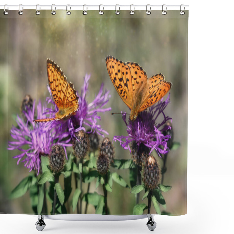 Personality  A Pair Of Orange Butterflies On Meadow Flowers On A Summer Sunny Day. Butterflies Collect Nectar From Wild Flowers. Blooming Thistle Flowers Attract Insects During The Height Of Summer. Easy Handling Shower Curtains