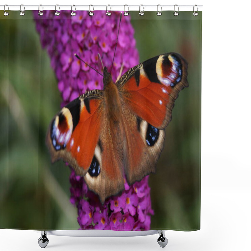 Personality  Peacock Butterfly At Buddleja Davidii The Butterfly Bush Shower Curtains