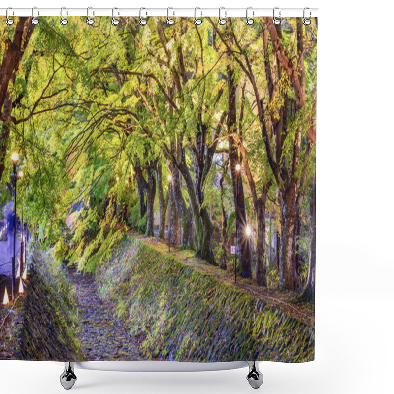 Personality  Maple Tree Tunnel Shower Curtains