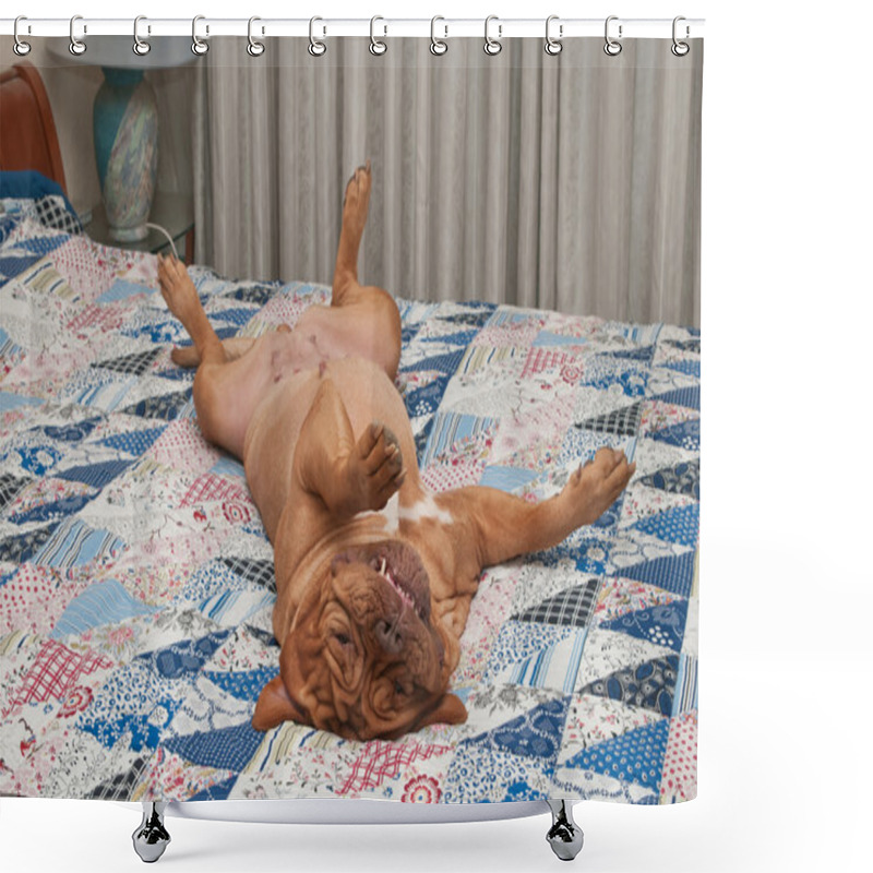 Personality  Huge Relaxed Dog Is Lying Upside-down On Her Back On The Bed With Handmade Shower Curtains