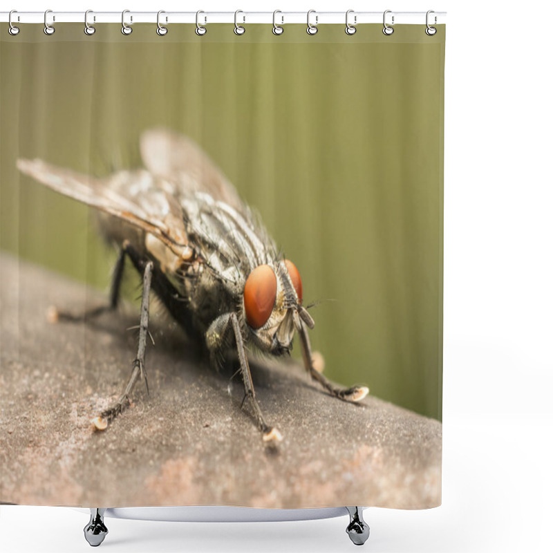 Personality  The Common Housefly Shower Curtains