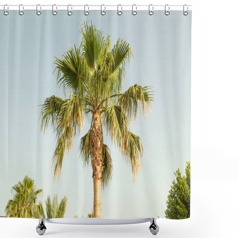 Personality  Palm Tree Closeup On A Beautiful Sunny Day. Shower Curtains