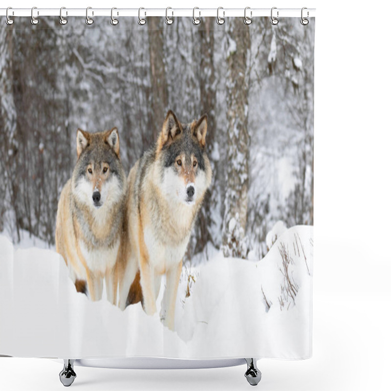 Personality  Two Magnific Wolves In Wolf Pack In Cold Winter Forest Shower Curtains