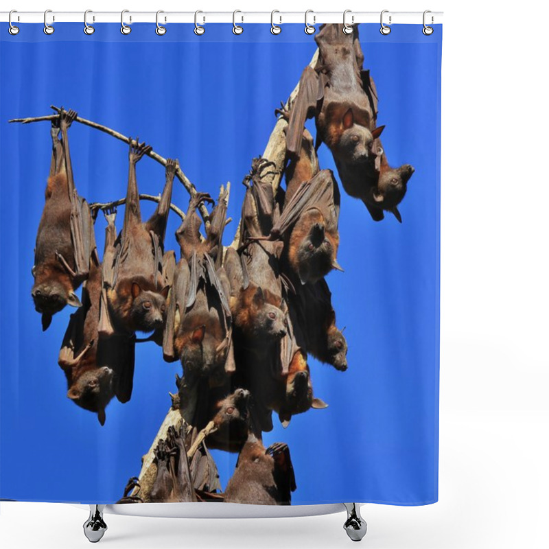 Personality  Flying Foxes Hanging On A Branch Of A Tree Shower Curtains