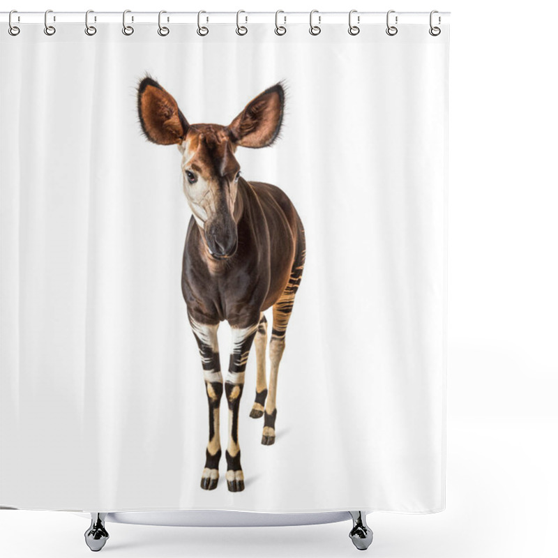 Personality  Okapi, Okapia Johnstoni, Isolated On White Shower Curtains