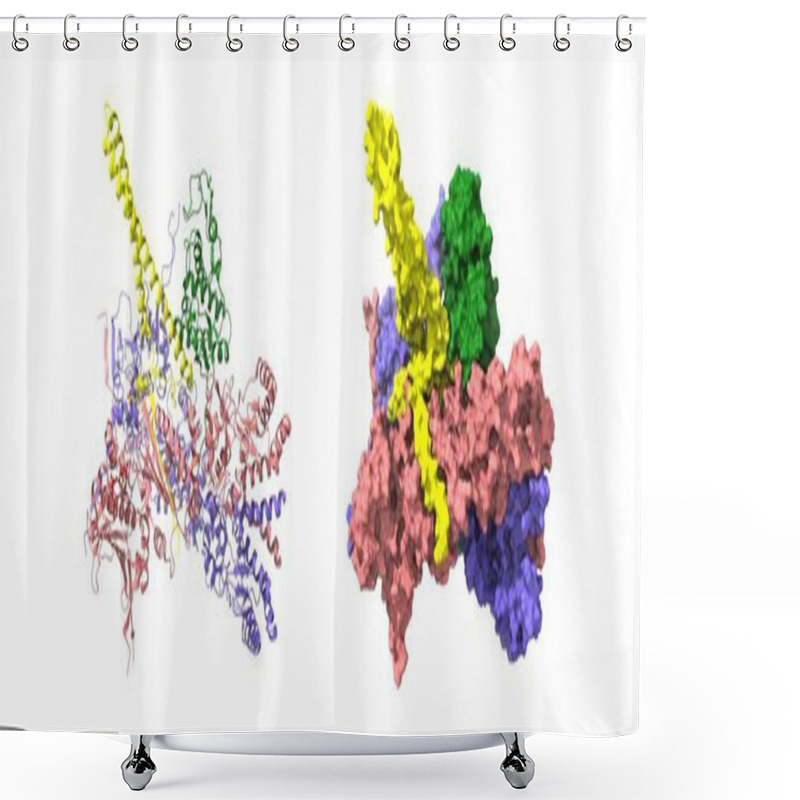 Personality  Heat-shock Protein 90 Dimer (pink-blue)-HSP90 Co-chaperone Cdc37 (yellow)-cyclin-dependent Kinase 4 (green) Complex. 3D Cartoon And Gaussian Surface Models, PDB 5fwk, White Background Shower Curtains