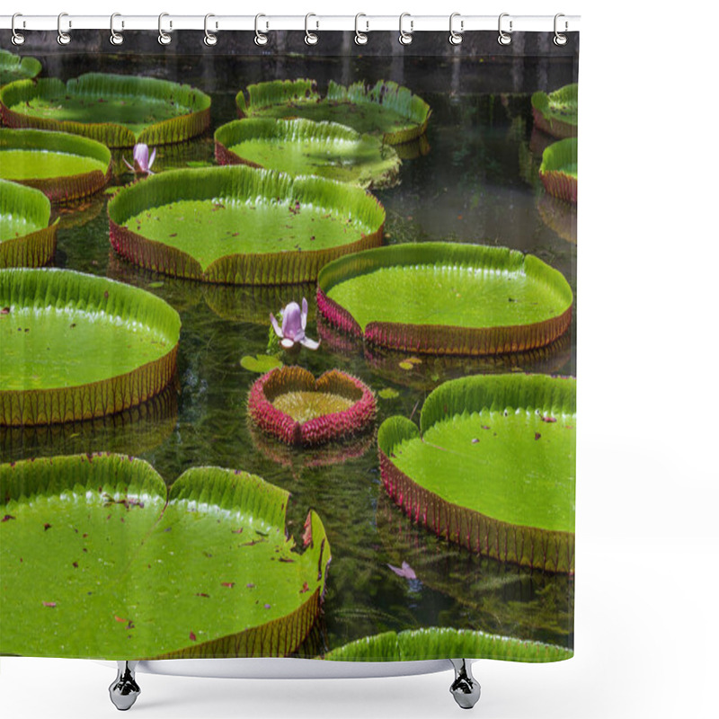 Personality  Giant Water Lily In Botanical Garden On Island Mauritius . Victoria Amazonica Or Victoria Regia, Close Up Shower Curtains