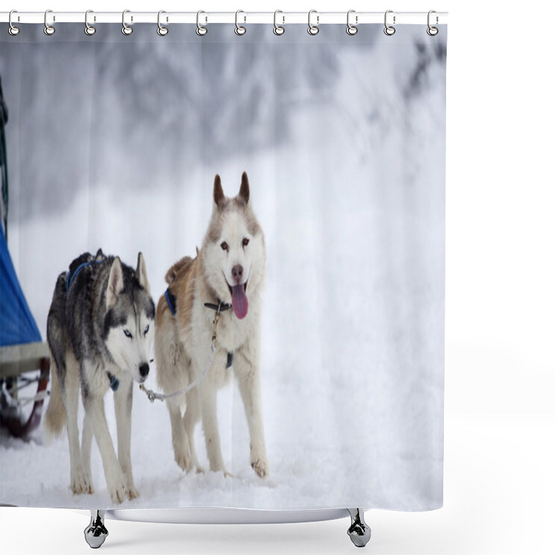 Personality  Siberian Husky Dogs In The Snow Shower Curtains