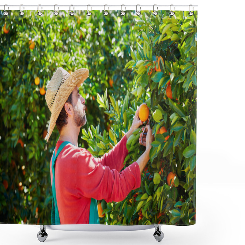 Personality  Farmer Man Harvesting Oranges In An Orange Tree Shower Curtains