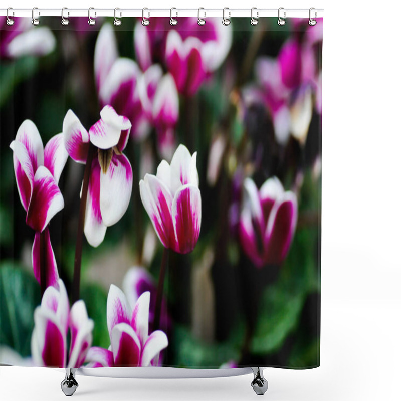 Personality  Cyclamen ,Cyclamen Flower Or Cyclamen Persicum Mill Or Primulaceae Shower Curtains