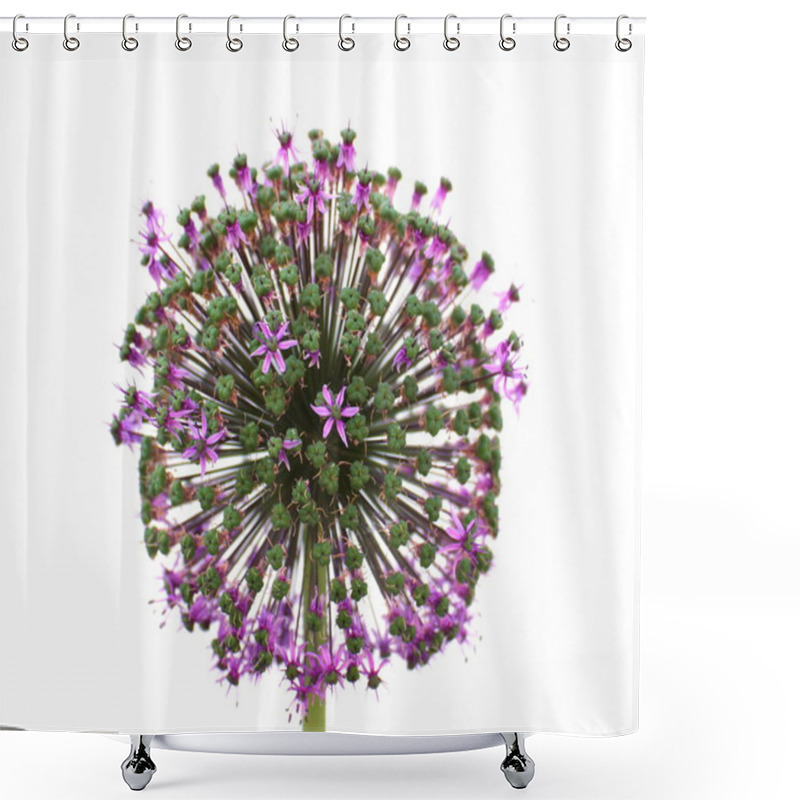 Personality  Blossoms Of Allium Macleanii Shower Curtains