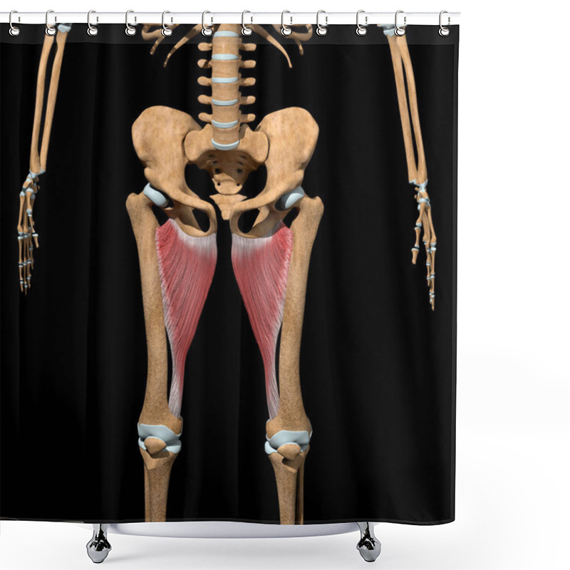 Personality  This 3d Illustration Shows The Adductor Magnus Muscles On Skeleton Shower Curtains