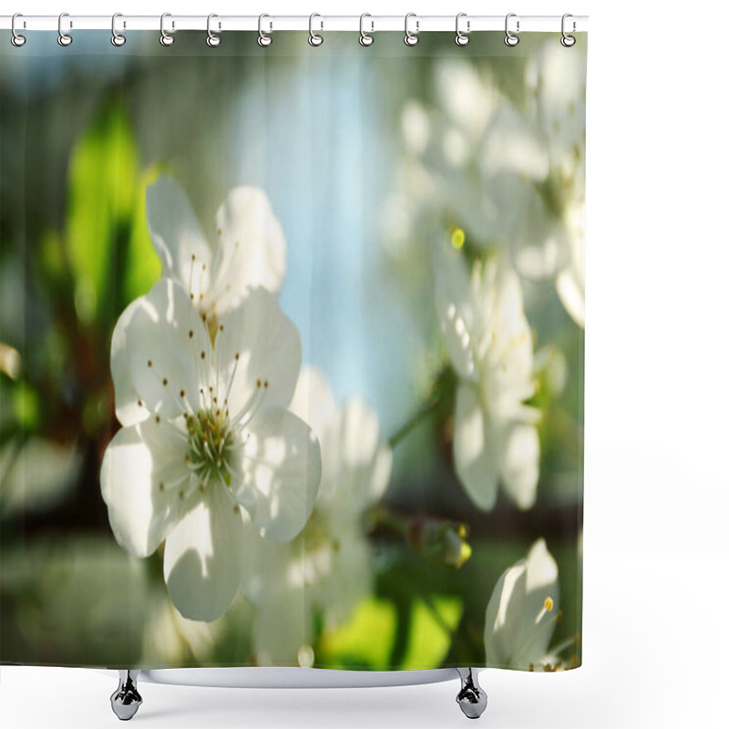 Personality  Blossoming Cherry Tree, Closeup Shower Curtains