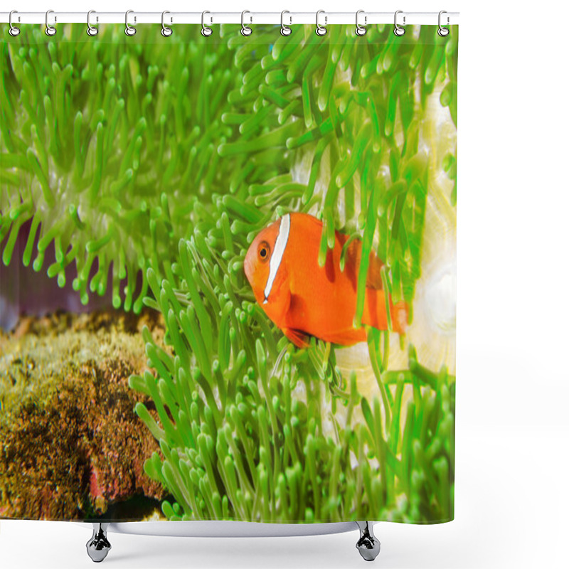 Personality  Spinecheek Anemonefish Shower Curtains