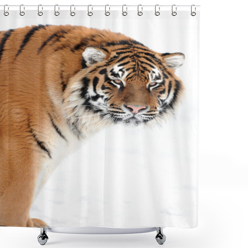 Personality  Tiger On The White Background Shower Curtains