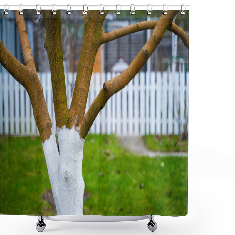 Personality  The Tree Is Treated With White Liquid. A Well-groomed Garden With Fruit Trees Without Leaves. Warm Winter. Shower Curtains