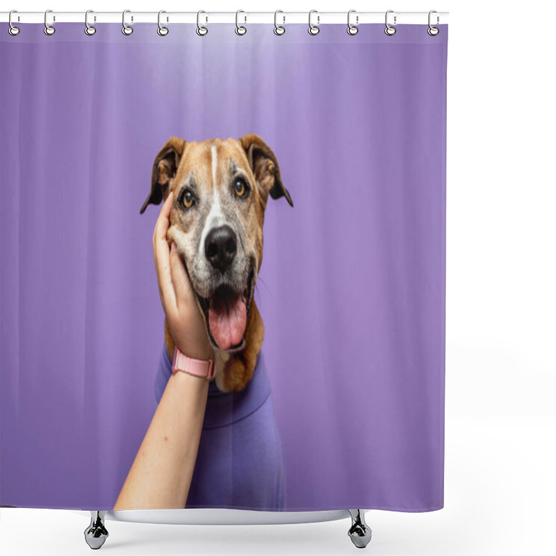 Personality  Dog In A Sweater, Dog At Work With A Purple Wall. Pets At Work Concept, Pets Working Like People. Shower Curtains