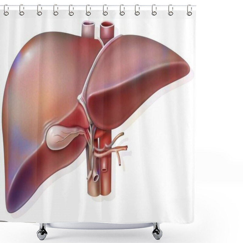 Personality  Liver And Gall Bladder With Evidence Of Hepatic Hilum. Shower Curtains