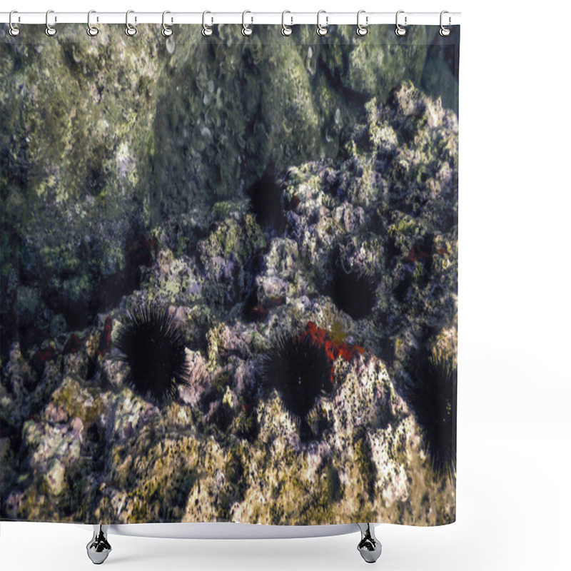 Personality  Underwater Sea Urchins On A Rock, Underwater Urchins Shower Curtains