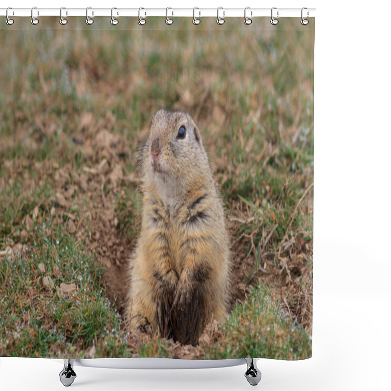 Personality  Prairie Dog (cynomys Ludovicianus) Shower Curtains