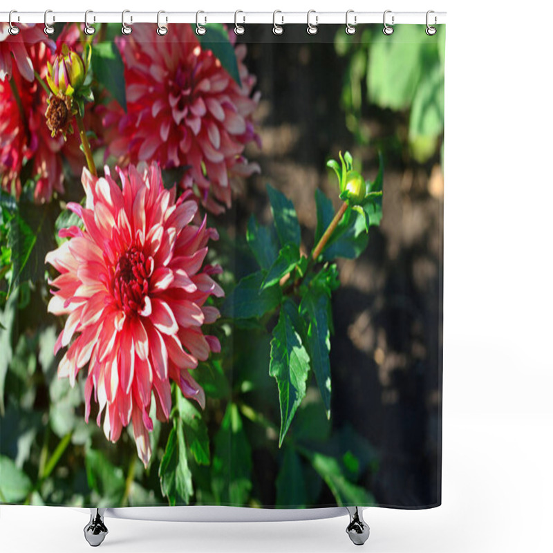 Personality  Bouquet Of Pink Dahlias Flowers In A Garden On A Flowerbed Shower Curtains