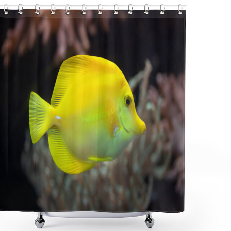 Personality  Yellow Tang (Zebrasoma Flavescens) Shower Curtains