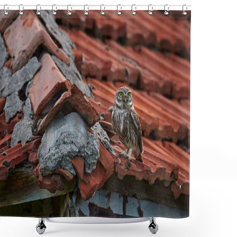 Personality  Little Owl, Athene Noctua, Bird In Old Roof Tile Ruin. Urban Wildlife With Bird With Yellow Eyes, Bulgaria. Wildlife Scene From Nature. Animal Behavior In Urban Habitat, Hidden Owl. Shower Curtains