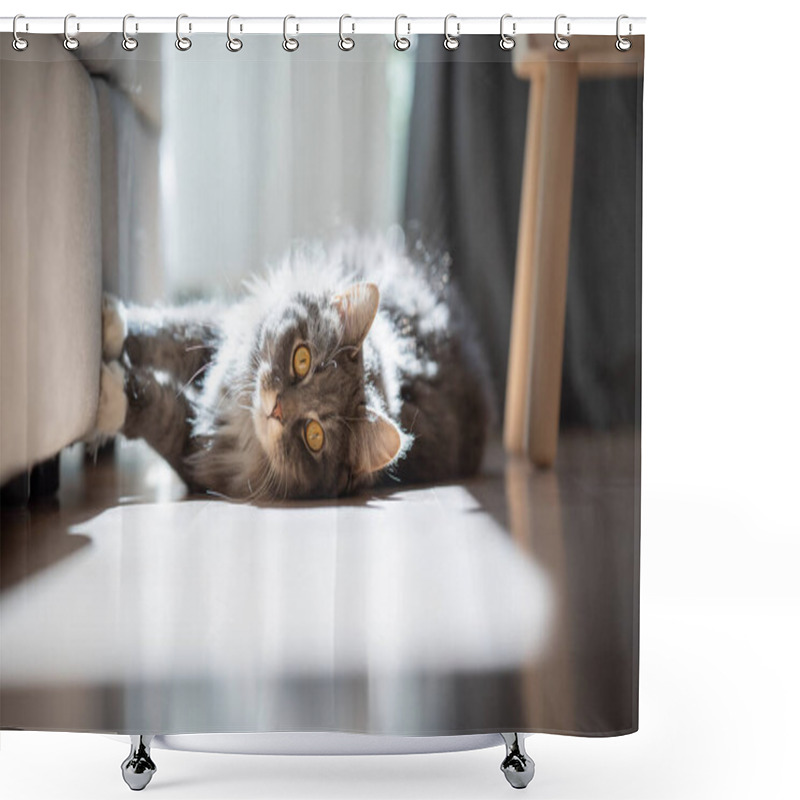 Personality  Naughty Maine Coon Cat Scratching Sofa Shower Curtains