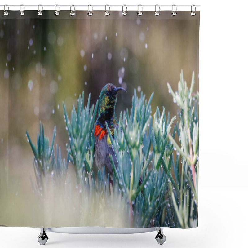 Personality  Close Up Image Of A Double Collared Sunbird Bathing In Water Drops From A Sprinkler Shower Curtains