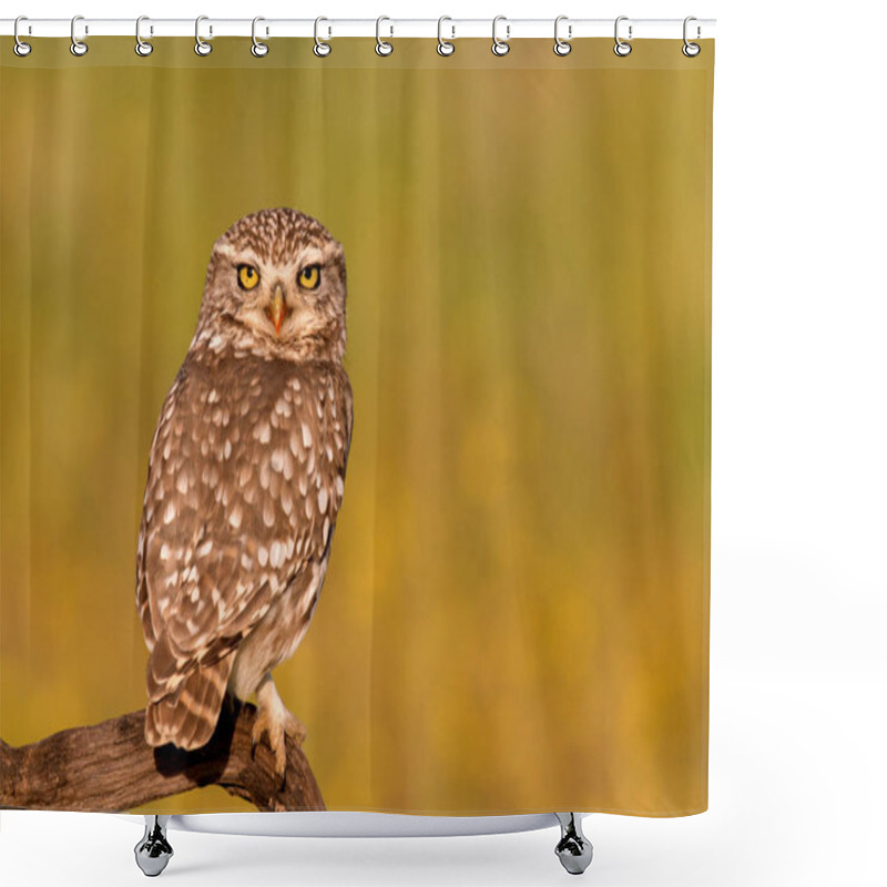 Personality  Cute Owl In Natural Habitat Shower Curtains