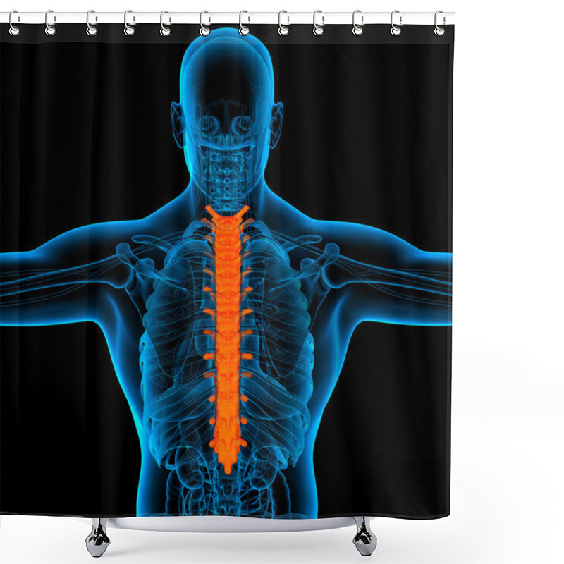 Personality  Thoracic Spine Anatomy -back View Shower Curtains