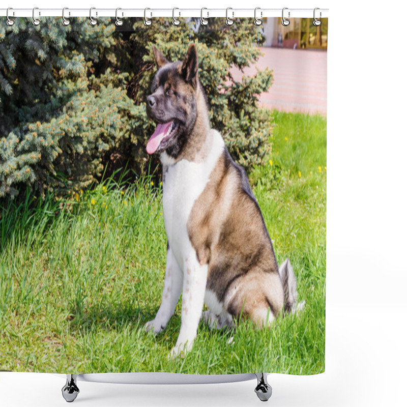 Personality  American Akita Seats. Shower Curtains