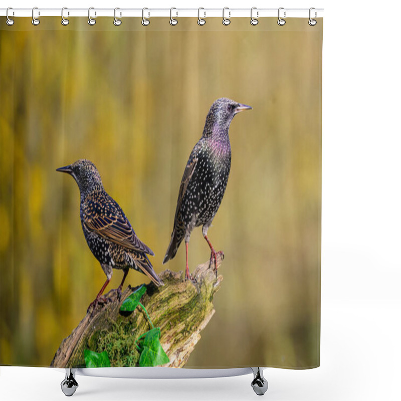 Personality  Starlings, Sturnus Vulgarus, Perched On A Moss Covered Branch With Ivy Leaves Shower Curtains