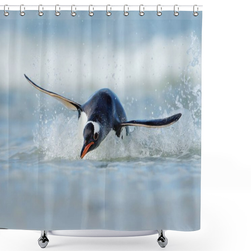 Personality  Gentoo Penguin Diving On The Shores Of The Falkland Islands In The Atlantic Ocean Shower Curtains