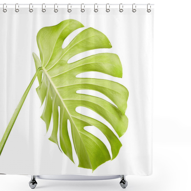 Personality  Monstera Deliciosa Leaf Or Swiss Cheese Plant, Tropical Foliage Isolated On White Background, With Clipping Path Shower Curtains