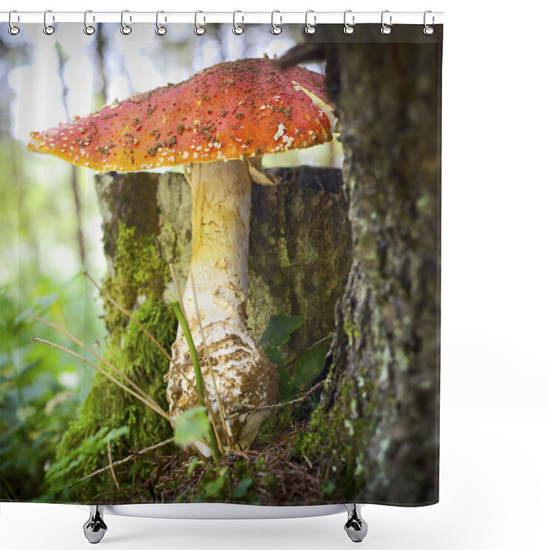 Personality  Toadstool In Forest Shower Curtains