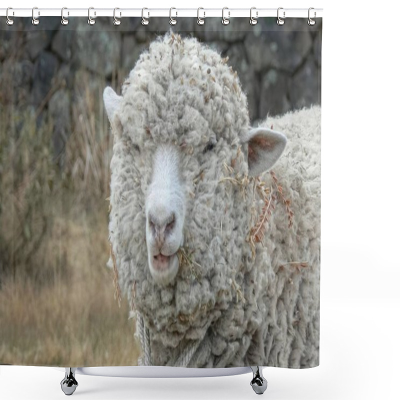 Personality  Sheep With Thick Fleece Coat Of Wool Shower Curtains